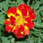 Flor
